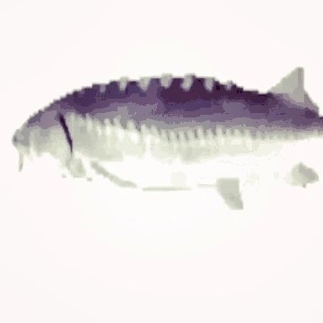 Fishing2 logo